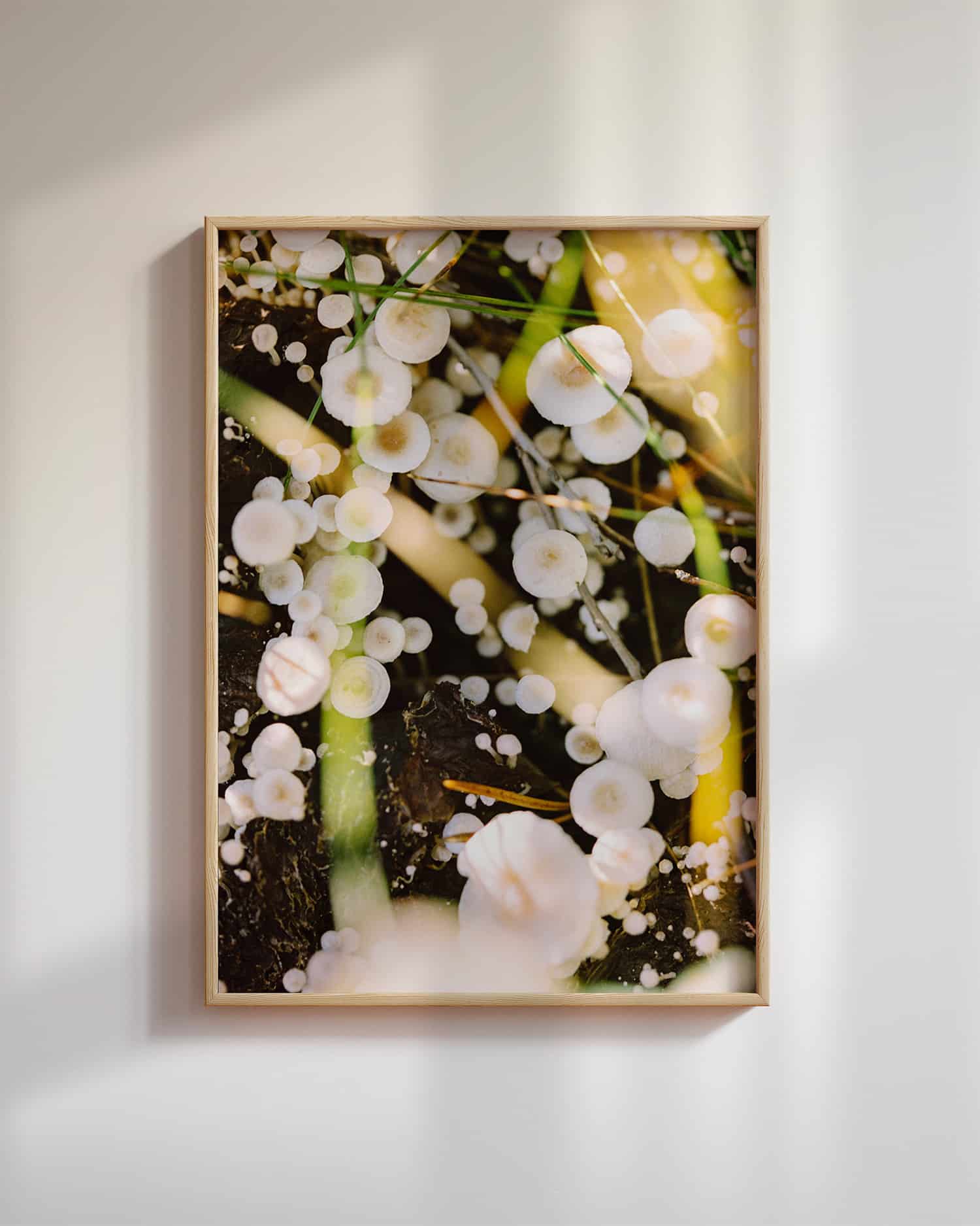 Soppnedbrytende sopp, Pasvik (2025)