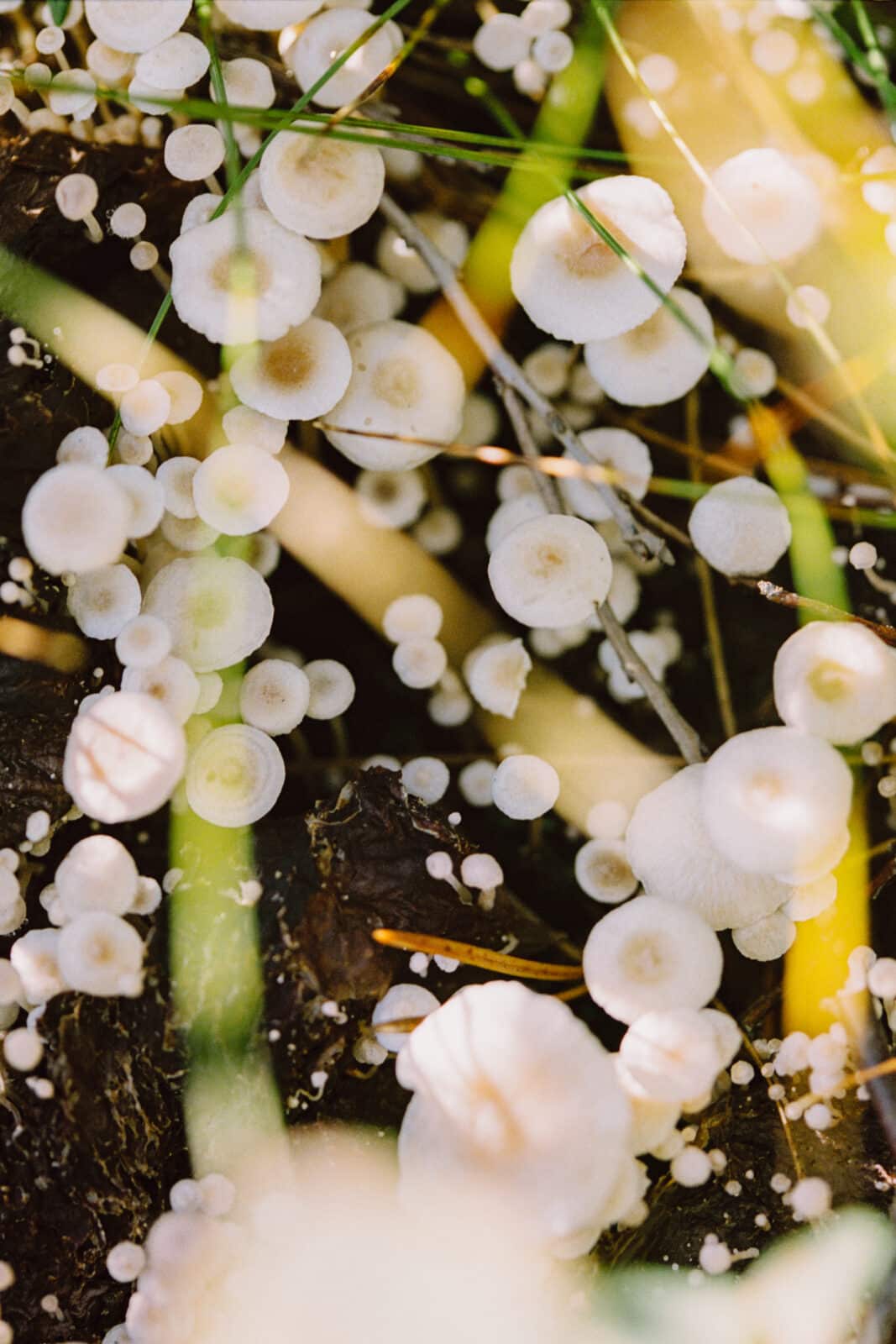 Soppnedbrytende sopp, Pasvik (2025)