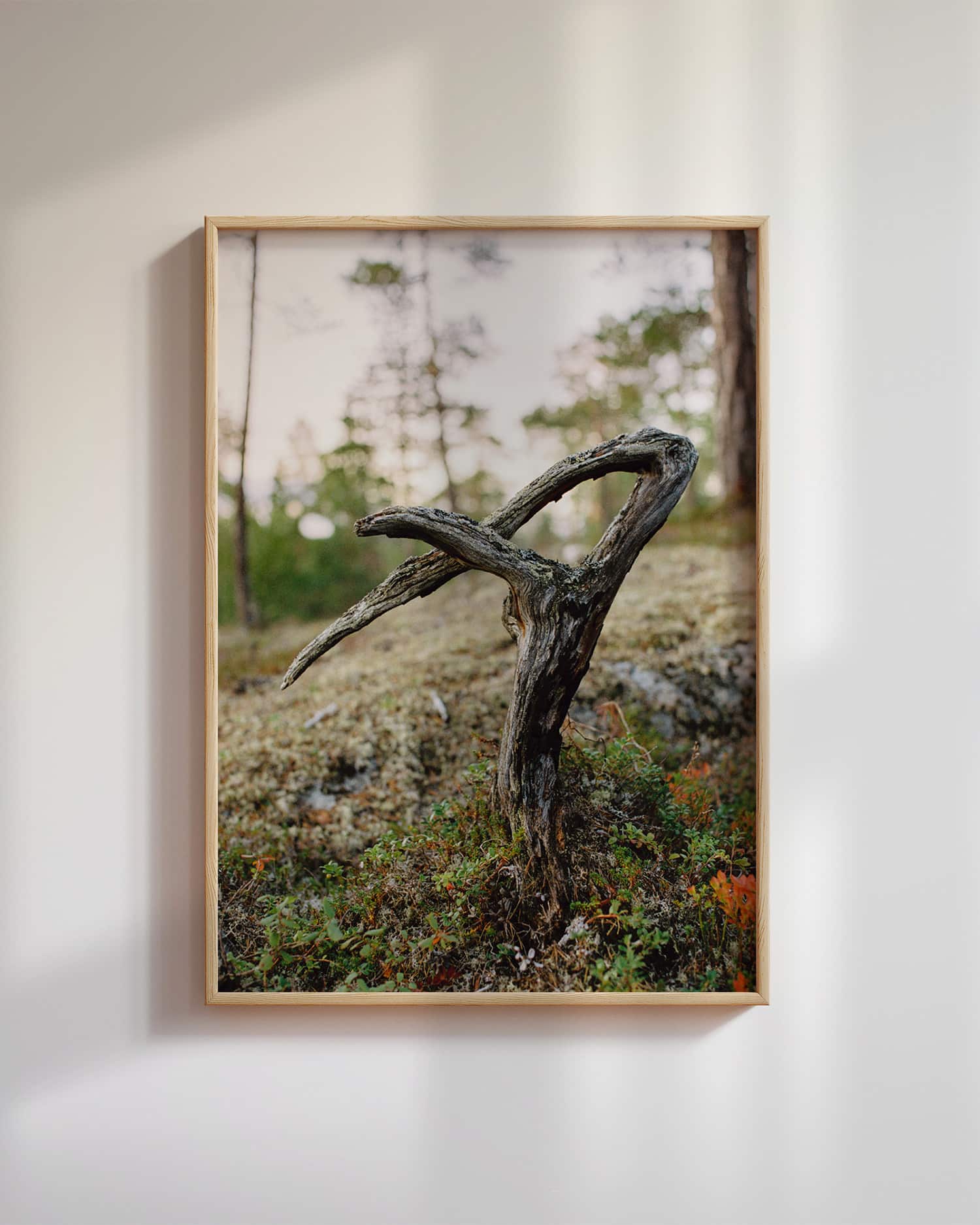 Død mini-krokfuru, Pasvik (2025)