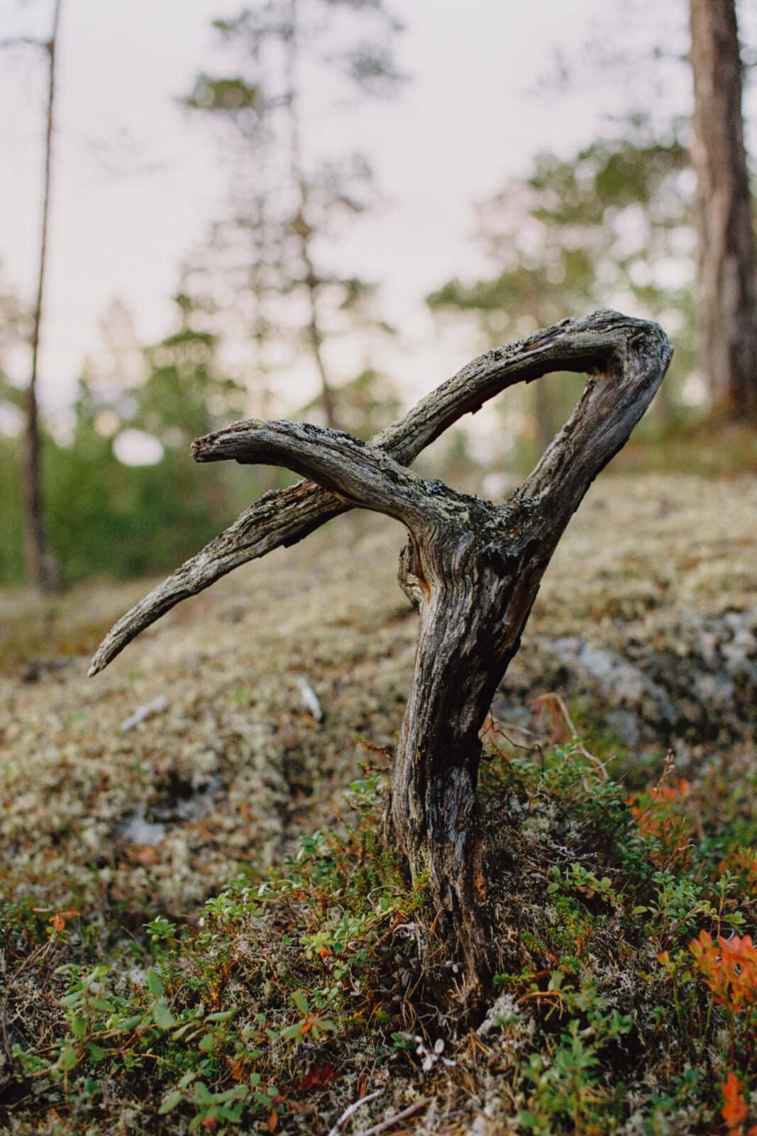 Død mini-krokfuru, Pasvik (2025)