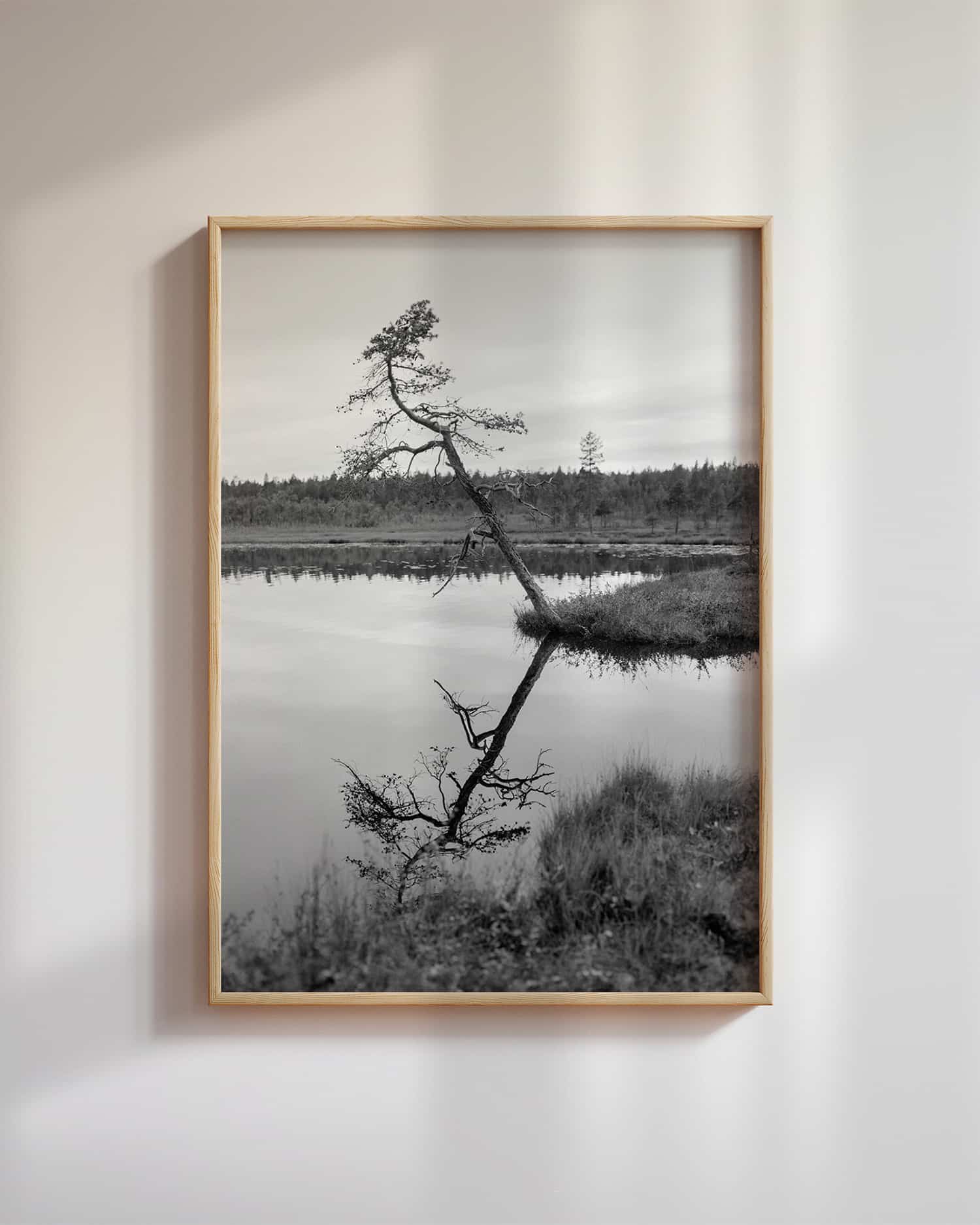 Furu på hengemyr, Pasvik (2025)