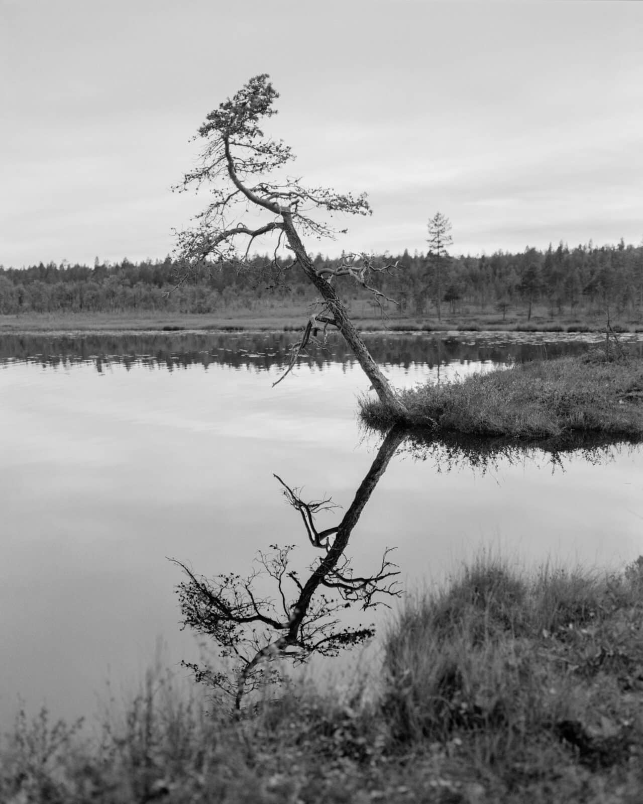 Furu på hengemyr, Pasvik (2025)