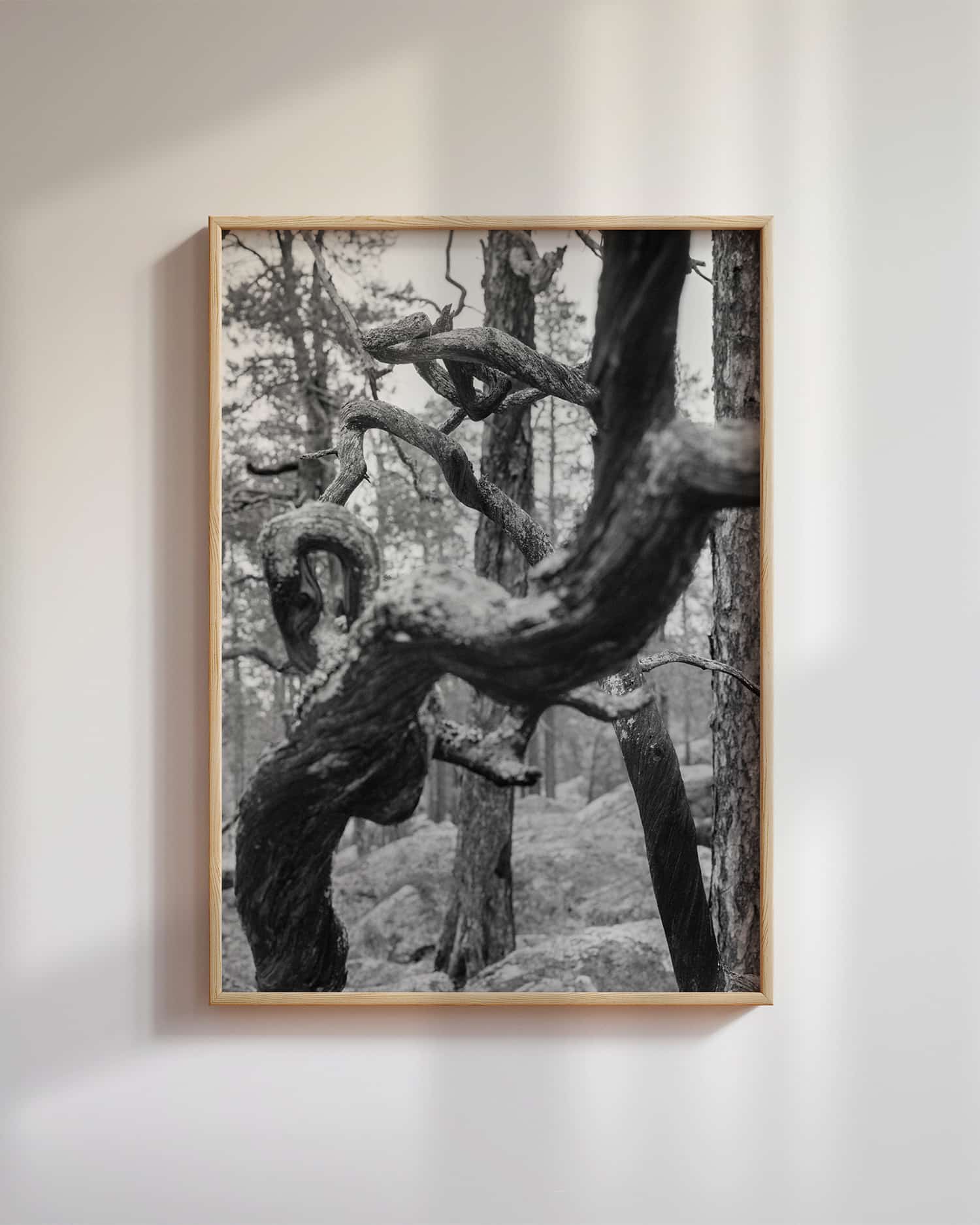 Krokete greiner på låg, Pasvik (2025)