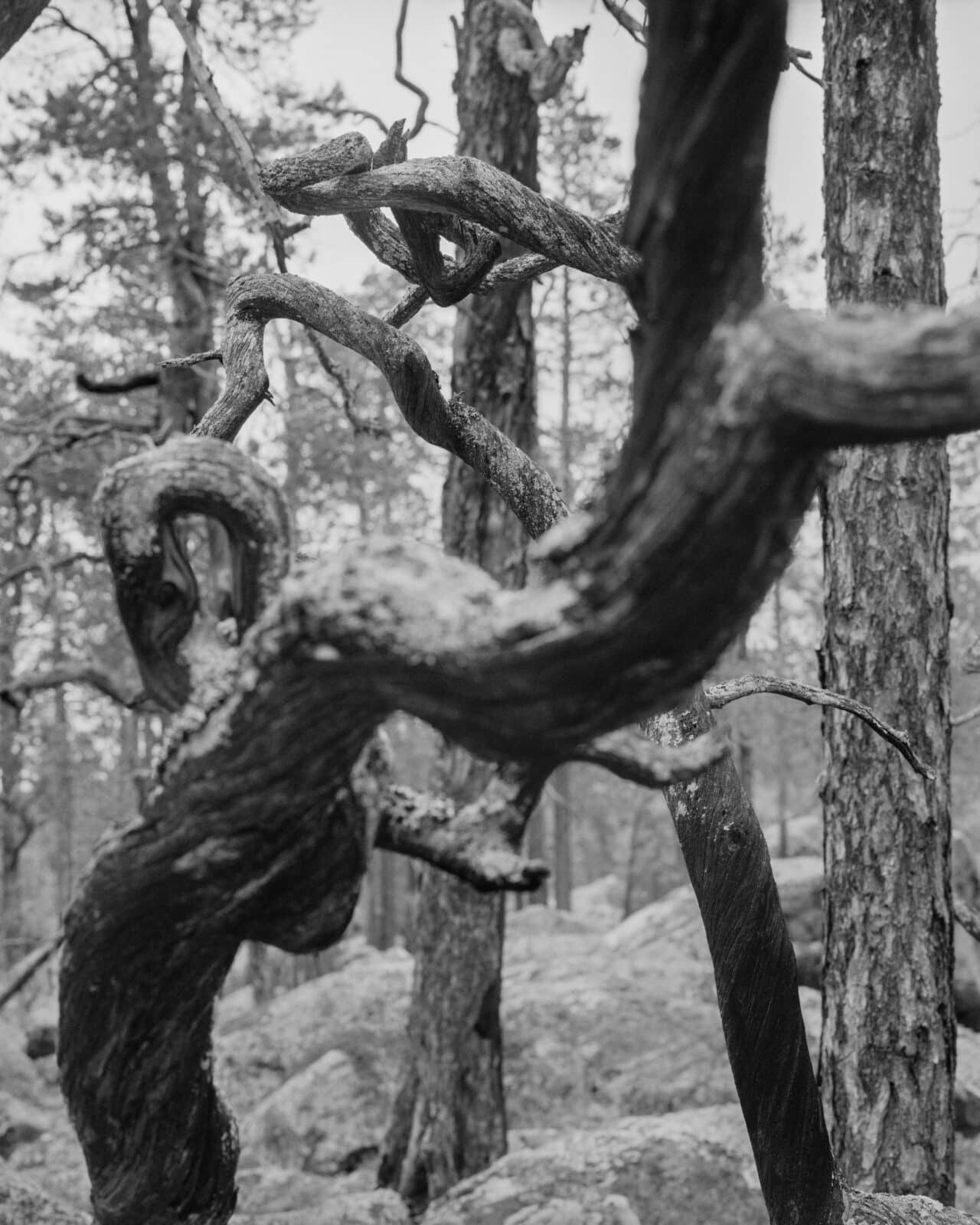 Krokete greiner på låg, Pasvik (2025)