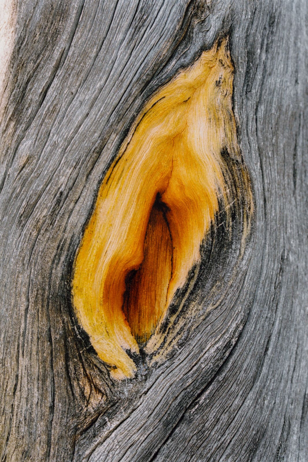 Kelofuru, Pasvik (2025)