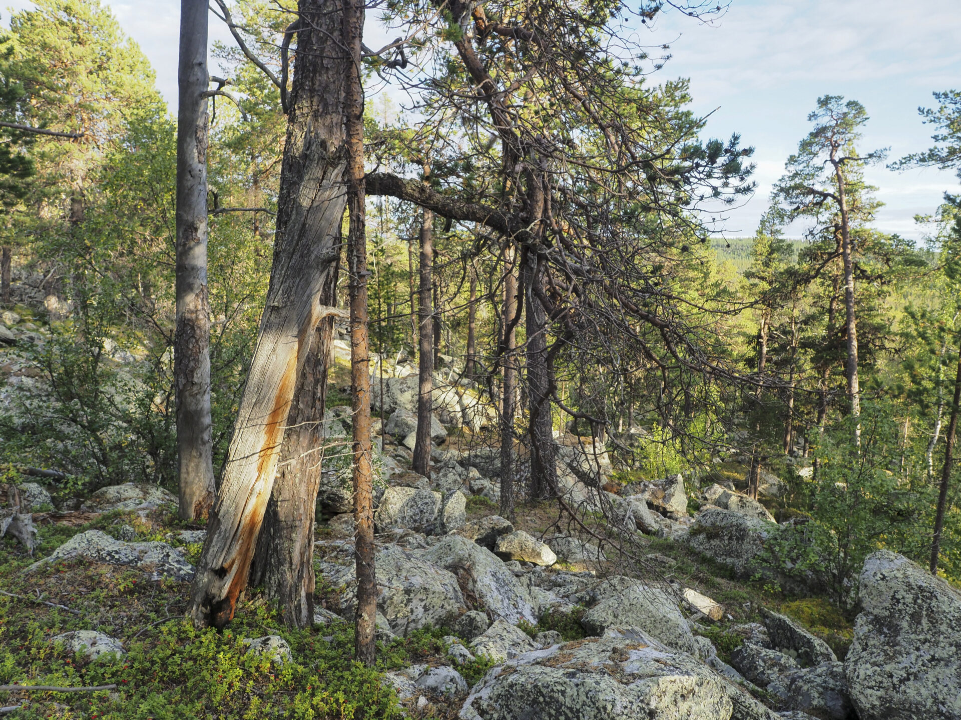 Gammel furuskog i Pasvik, Finnmark.