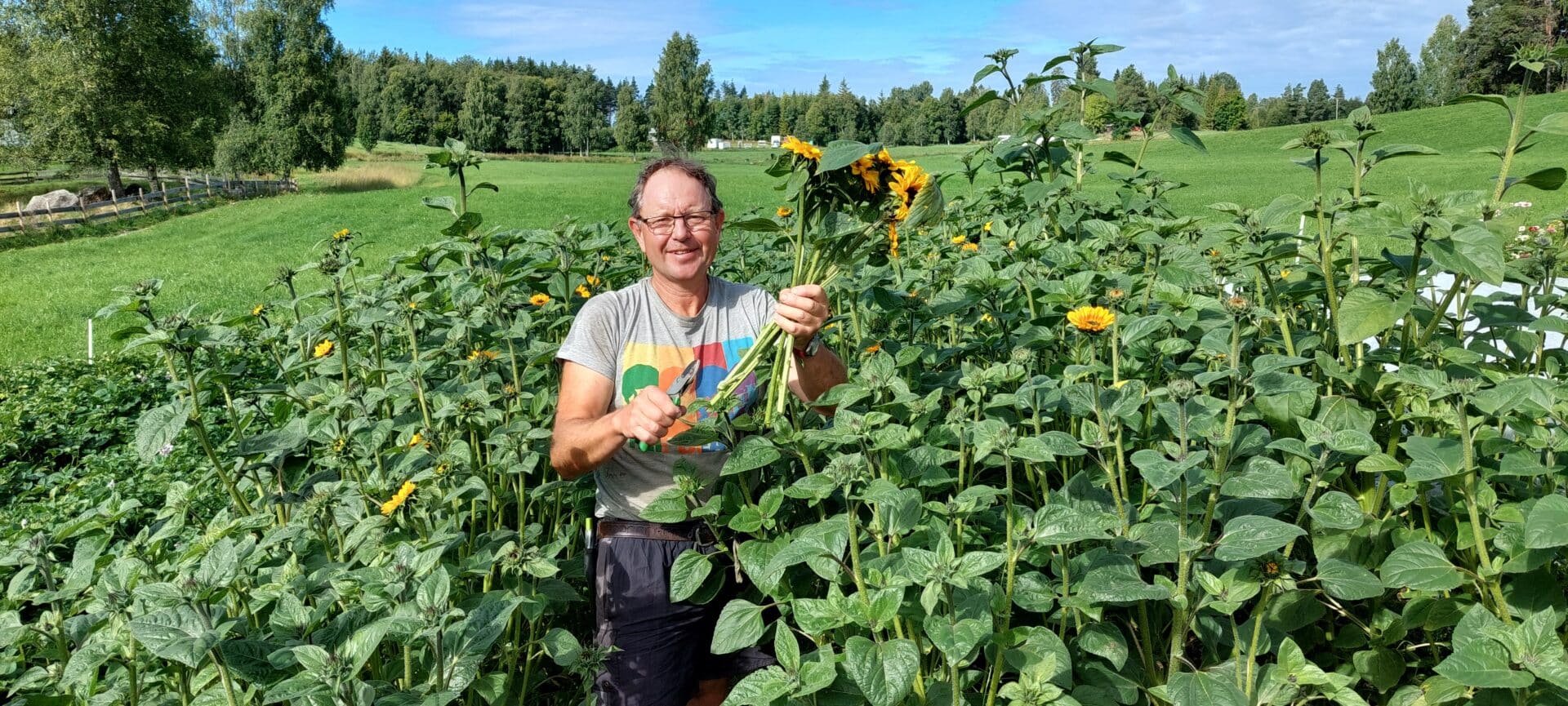 Thomas Cottis i solsikkeåker