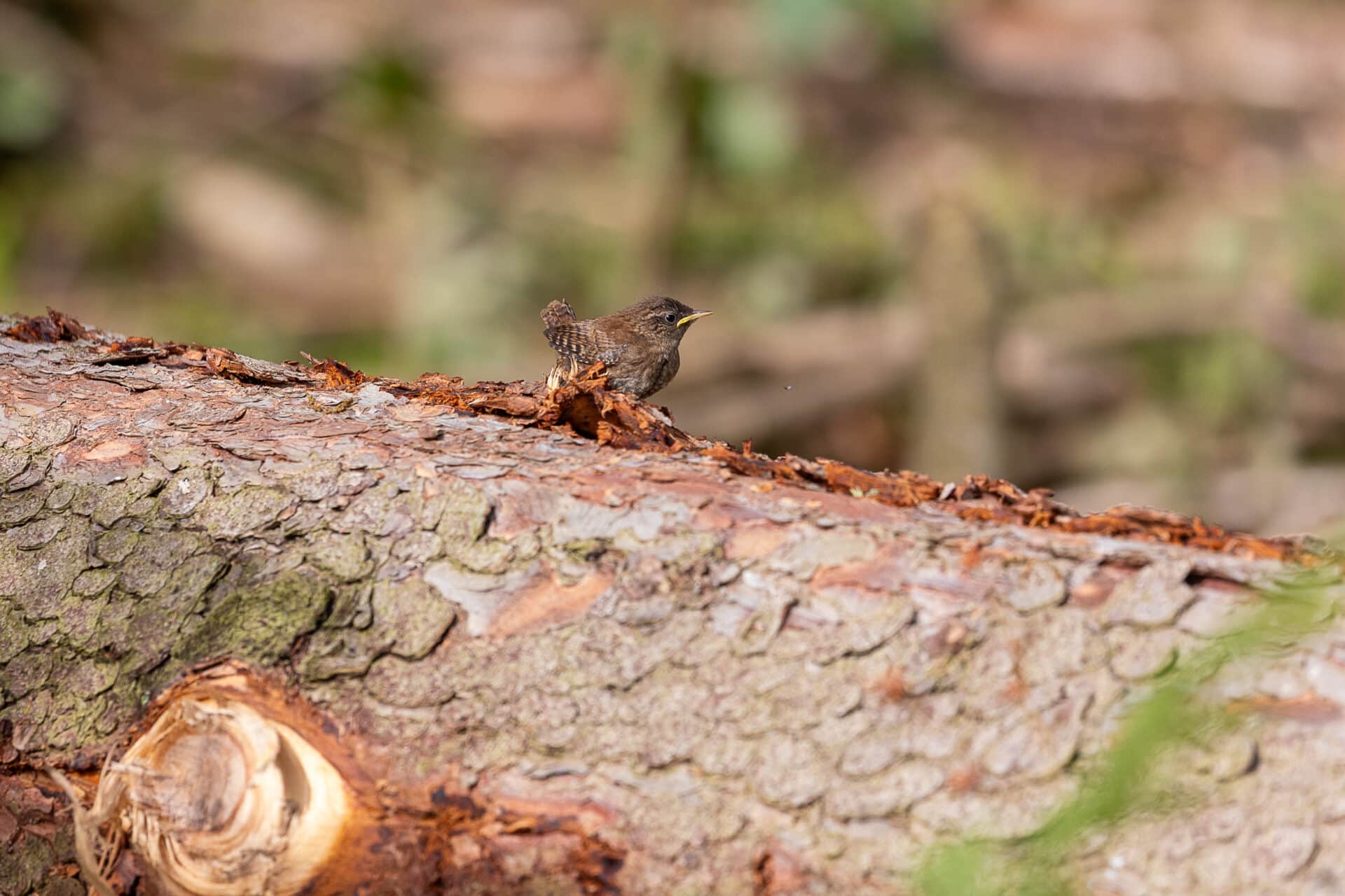 En gjerdesmetten letter etter ungene sine etter at treet hvor de hadde rede ble hogd.