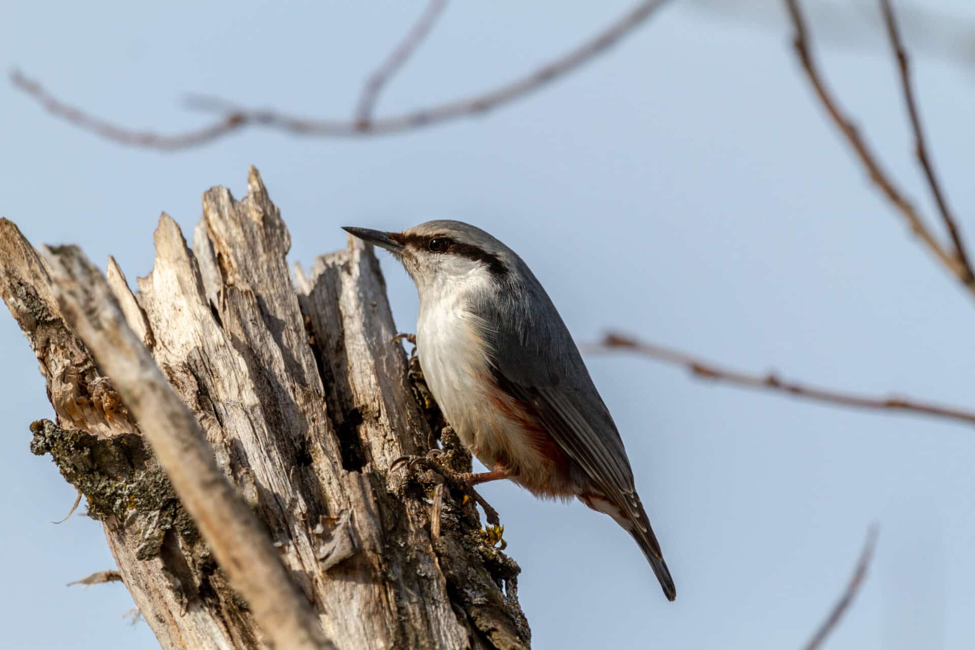 Spettmesi på gammel trestubbe