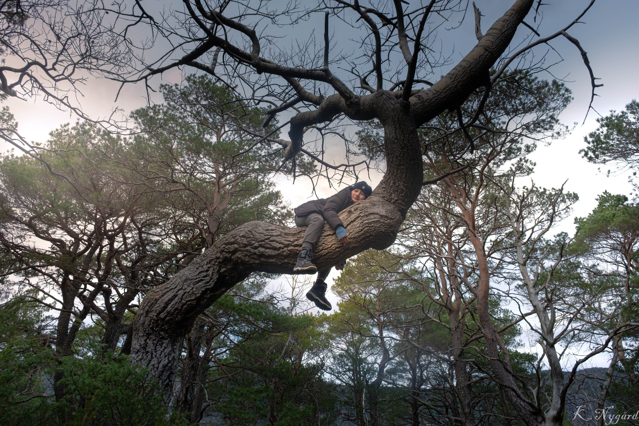 En gutt tar seg en hvil oppe i en av de gamle krokete furuene på Holmaneset. Foto: Kari-Anne A. Nygard