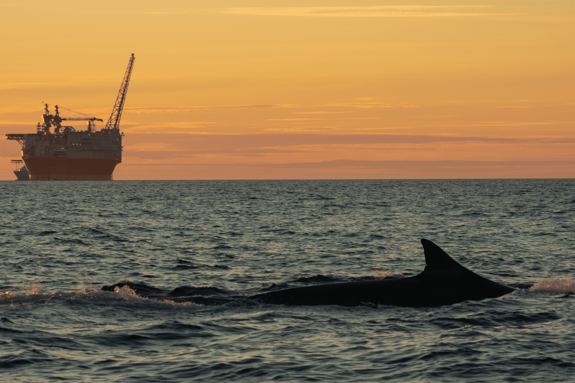 Hval foran Goliat-plattformen. Foto: Thor Due / Natur og Ungdom