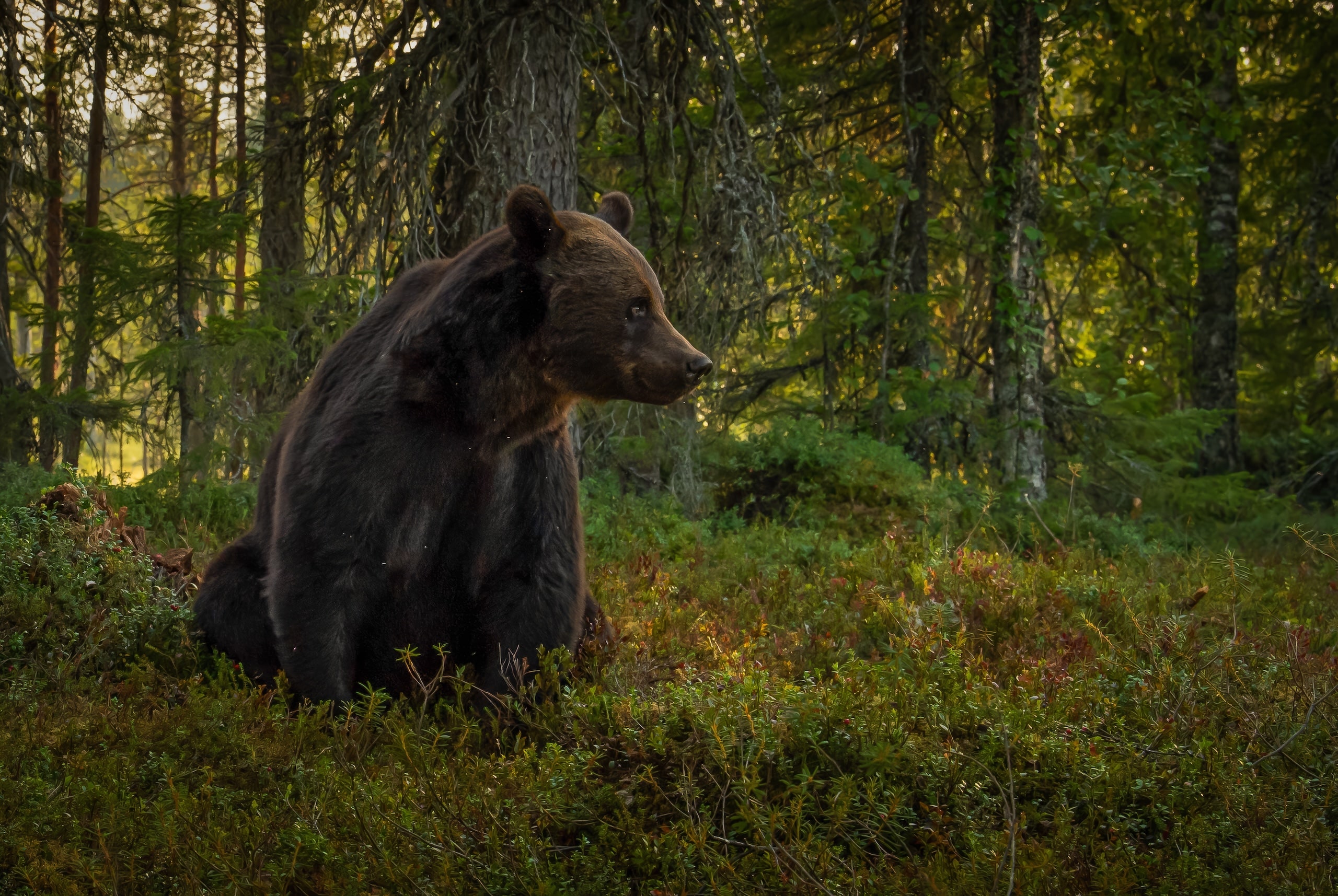 Bjørn i skog og lyng