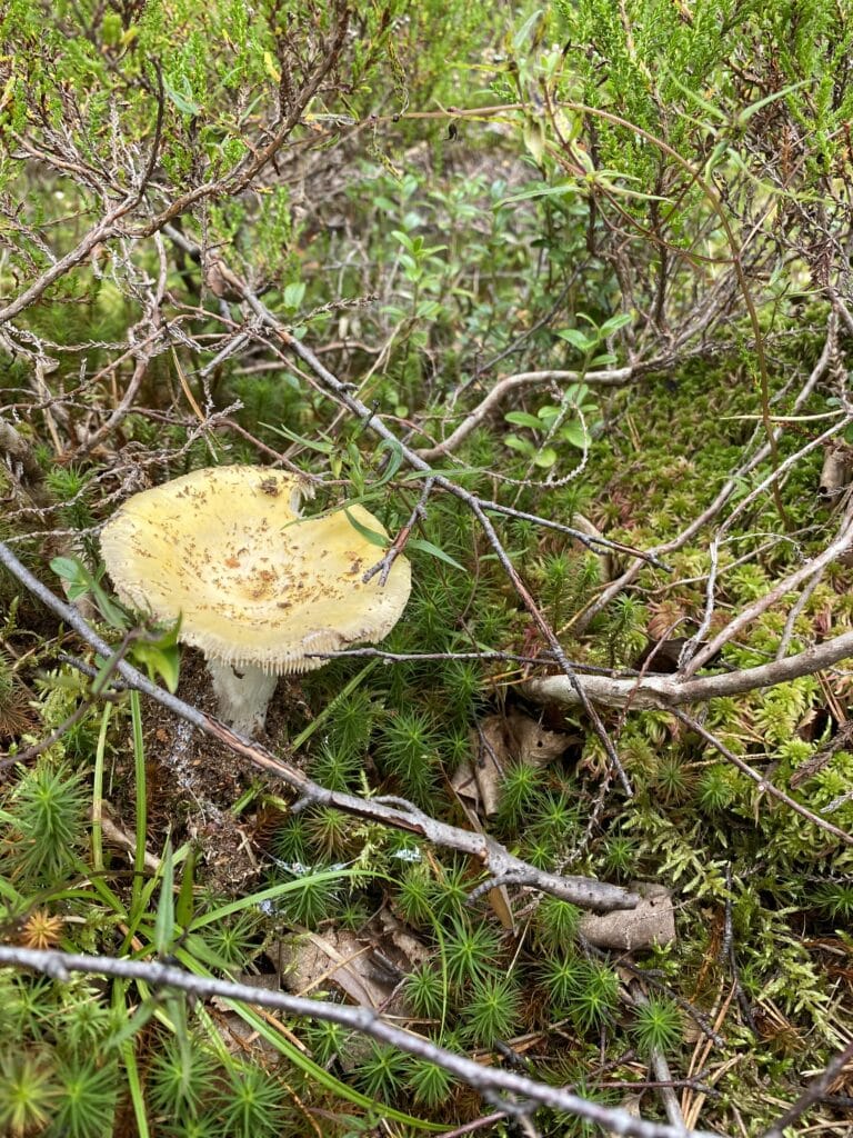 Skogbunn, sopp, mose.