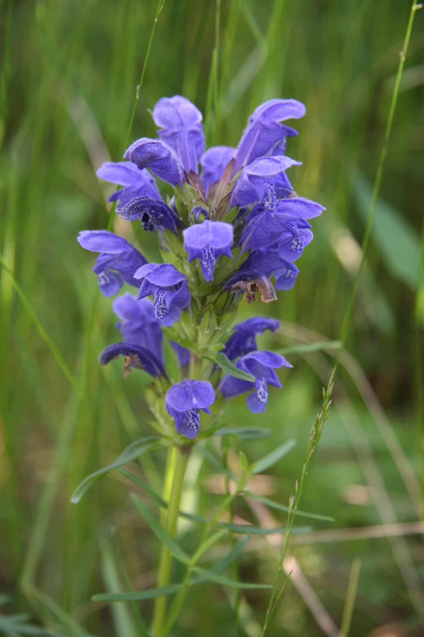 blå blomst