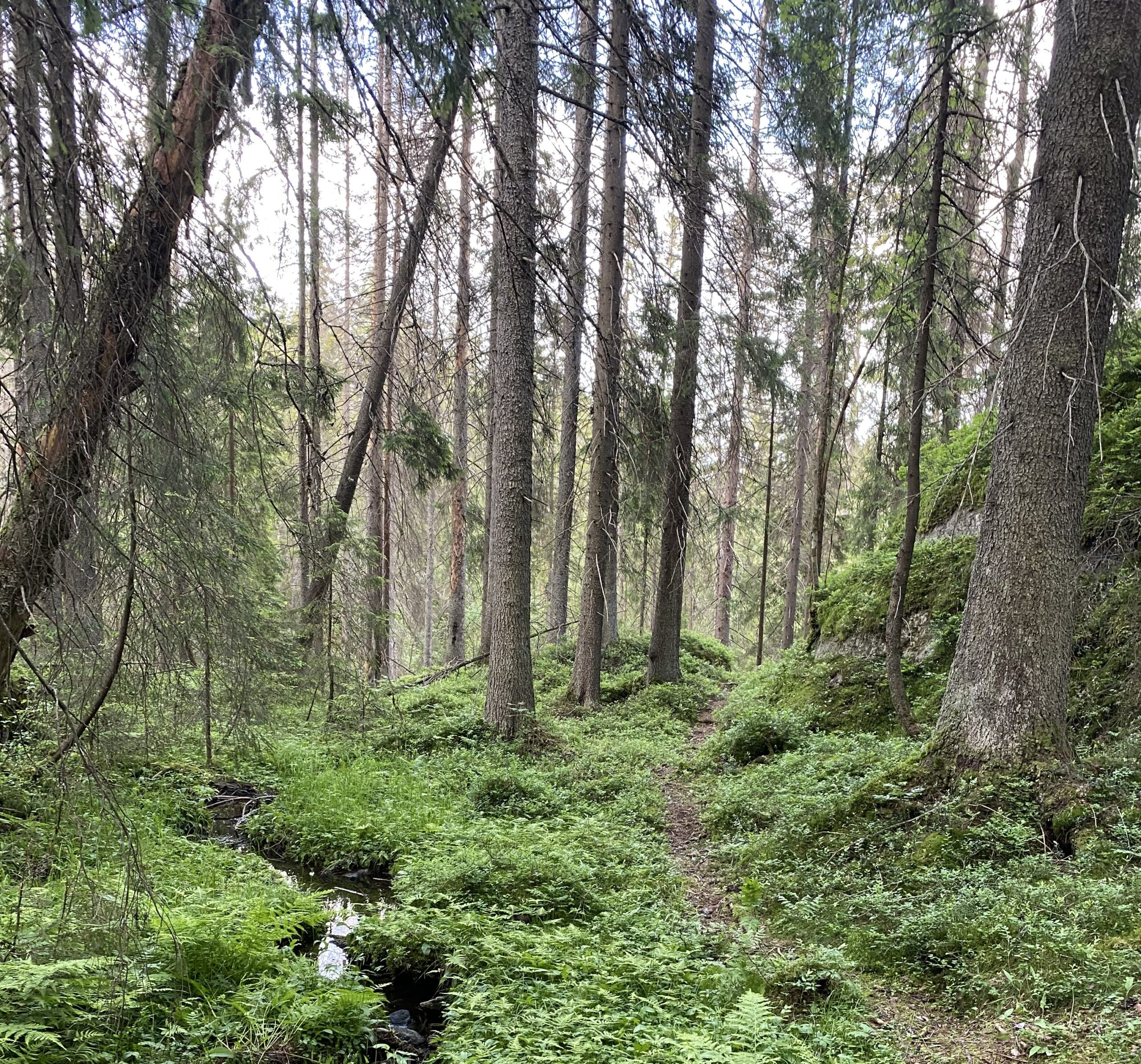 skog ved bekk