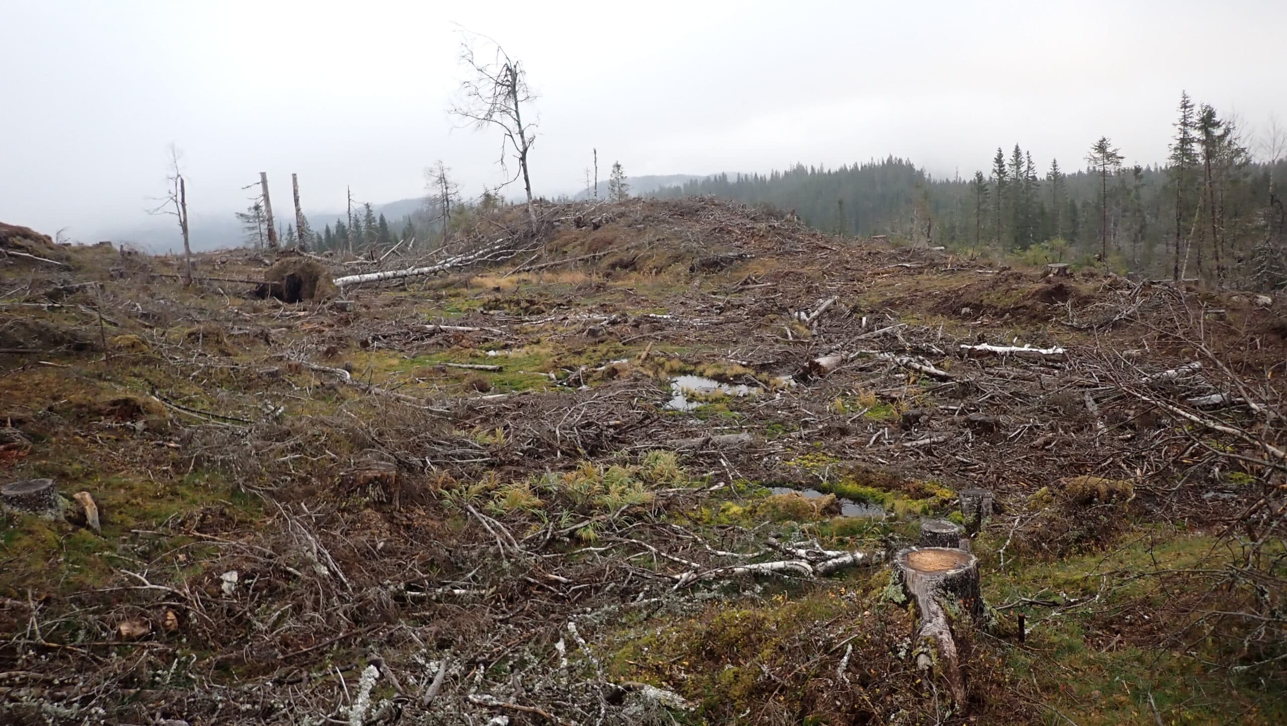 Flatehogst i Nordmarka. Ikke bra for naturen, ikke bra for rekreasjon og naturopplevelse.