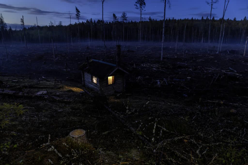 Nærskogen forsvinner. Foto: Pål Hermansen