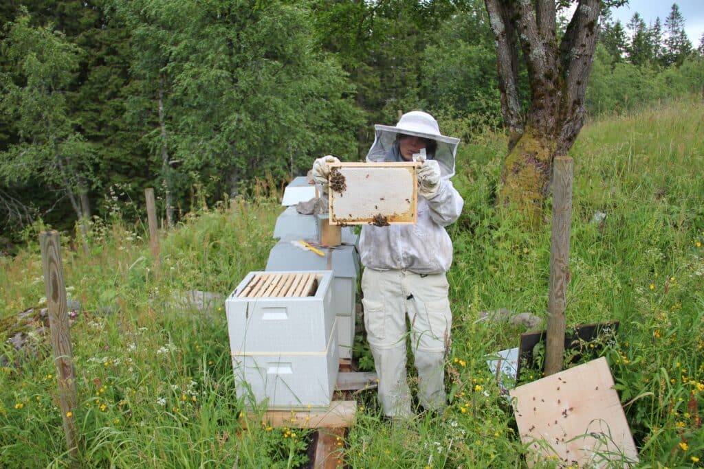 Birøkt på Frønsvollen