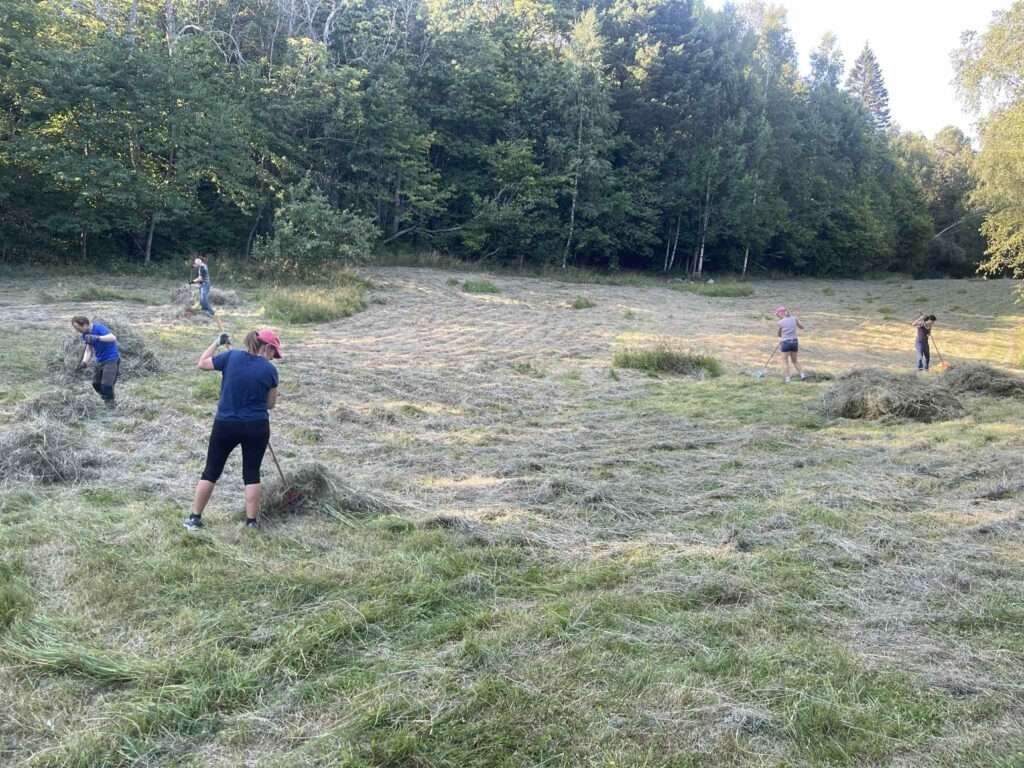 Raking av høy på Gjettumsbråtan