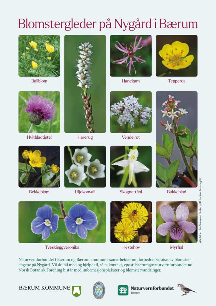 Bilder av blomster på plakat