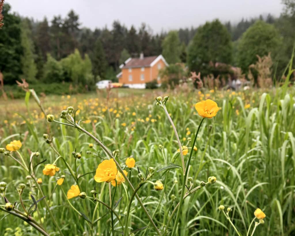 Blomstereng med hus i bakgrunnen