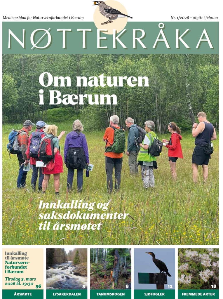 skog, mennesker, forside medlemsblad. foto