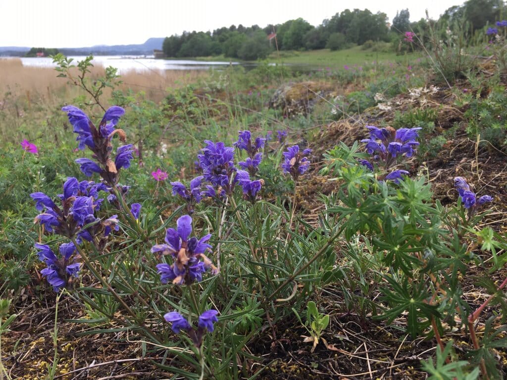 blomster, eng, hav, foto