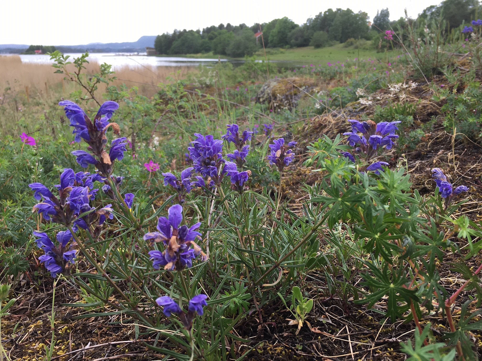 blomster, eng, hav, foto