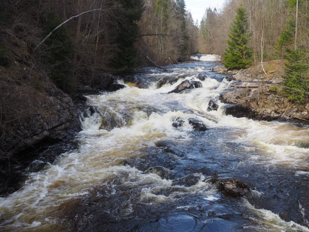 elv, trær, skog, foto