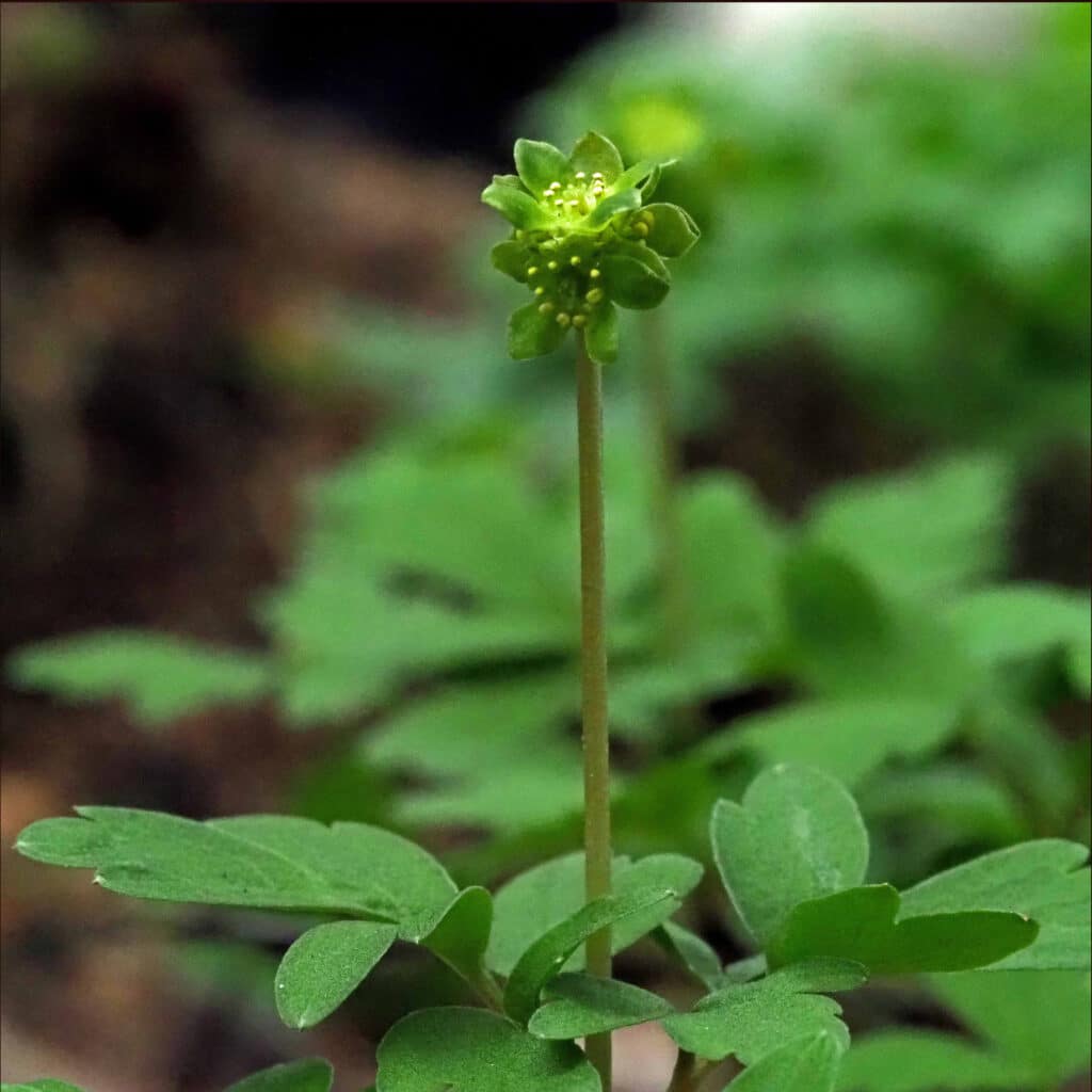 moskusurt, blomst, foto