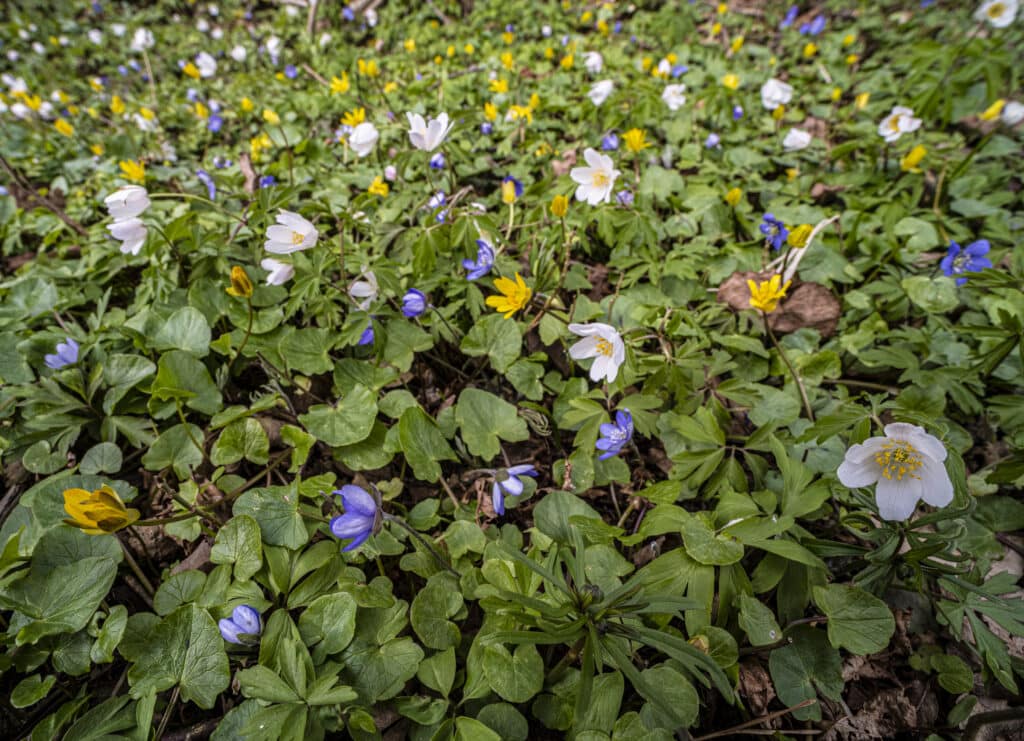 vårkål, gulveis, hvitveis, blåveis, foto