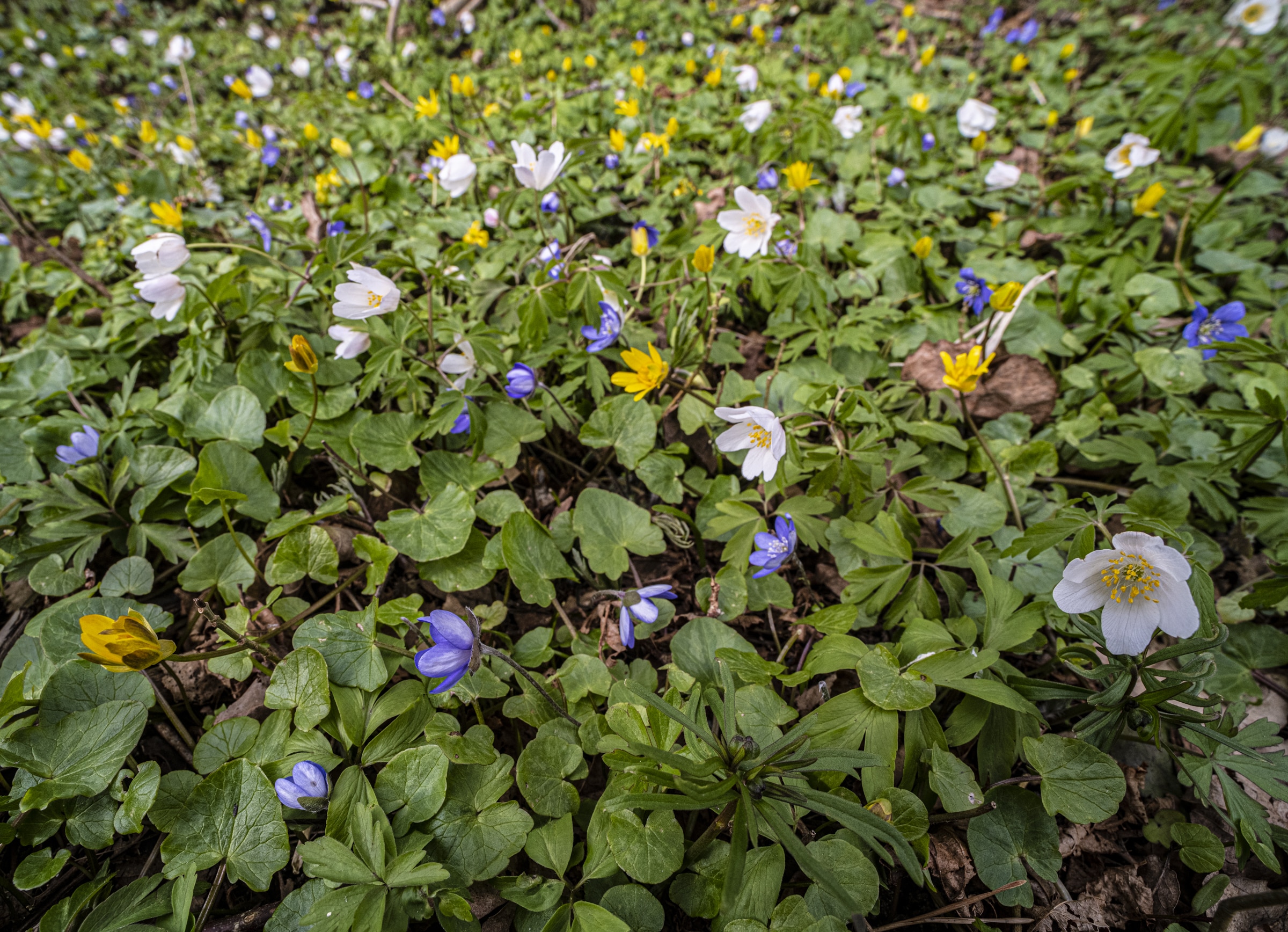 vårkål, gulveis, hvitveis, blåveis, foto