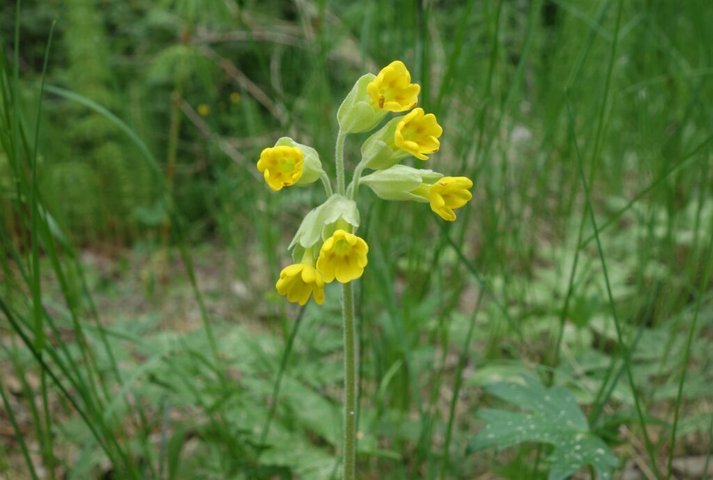 Marianøkleblom, foto