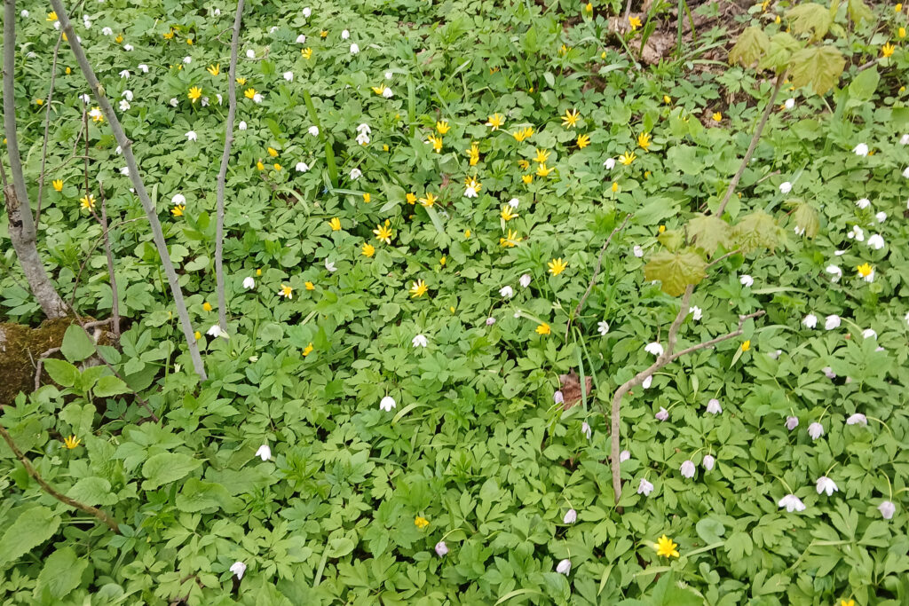 blomster