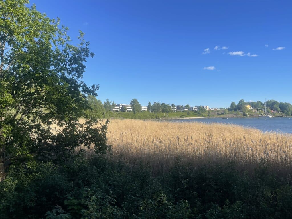 utsikt til Koksabukta med skog av siv i forgrunnen