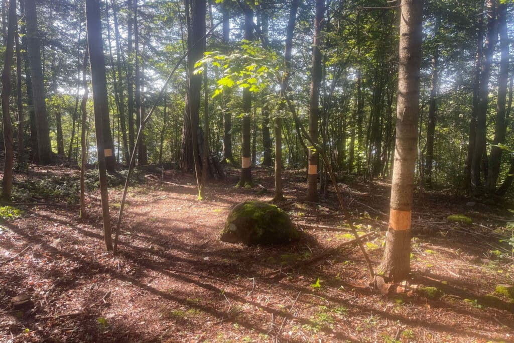 skog, trær, ringbarket tre, foto