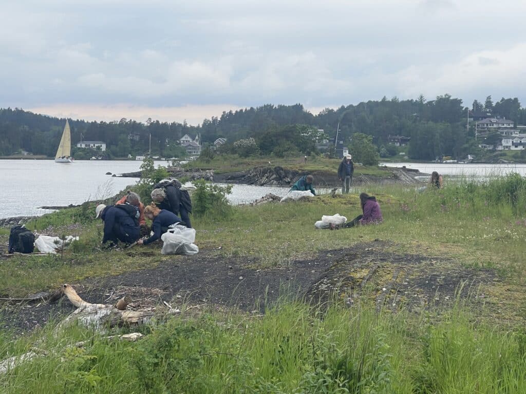 grupper av dugnadsdeltakere luker i strandsonen
