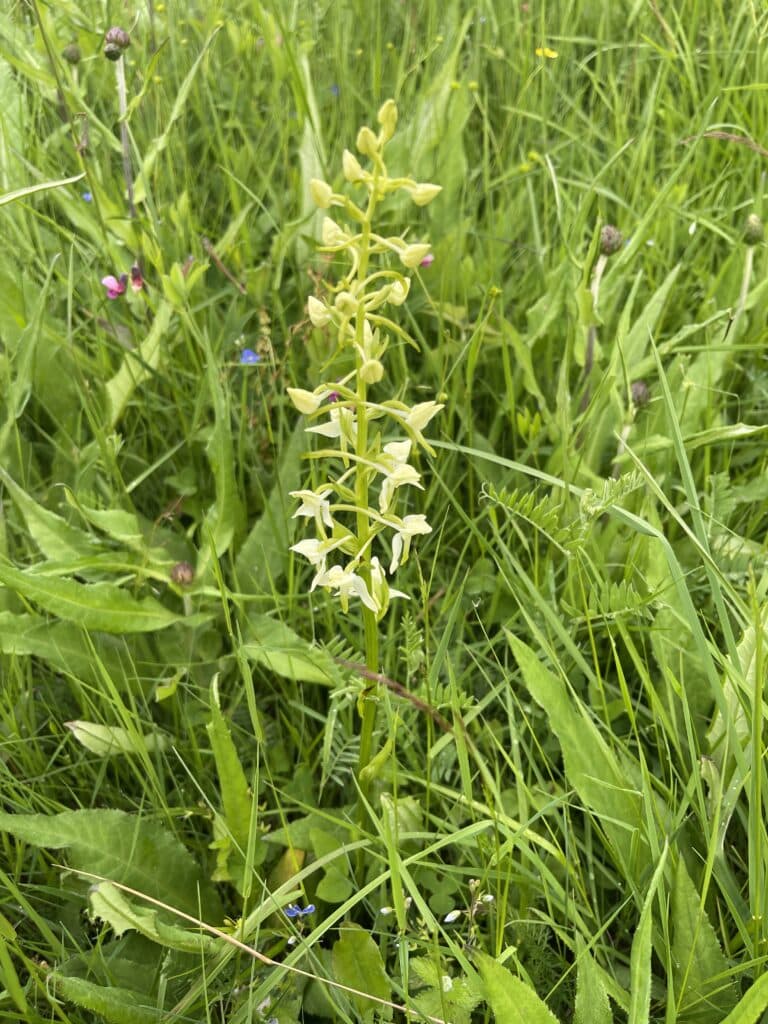 Grov nattfiol i blomsterenga