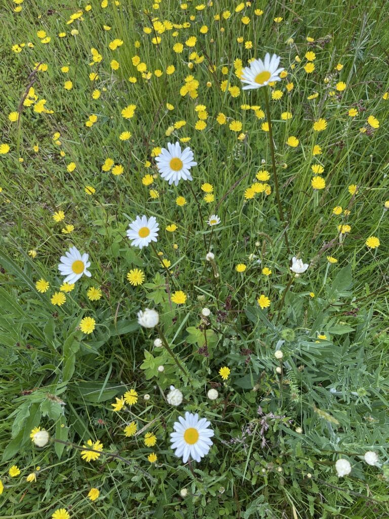 Blomster på blomstereng