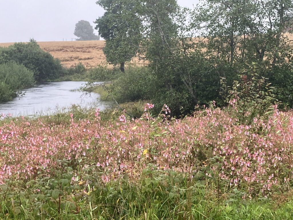 kjempespringfrø