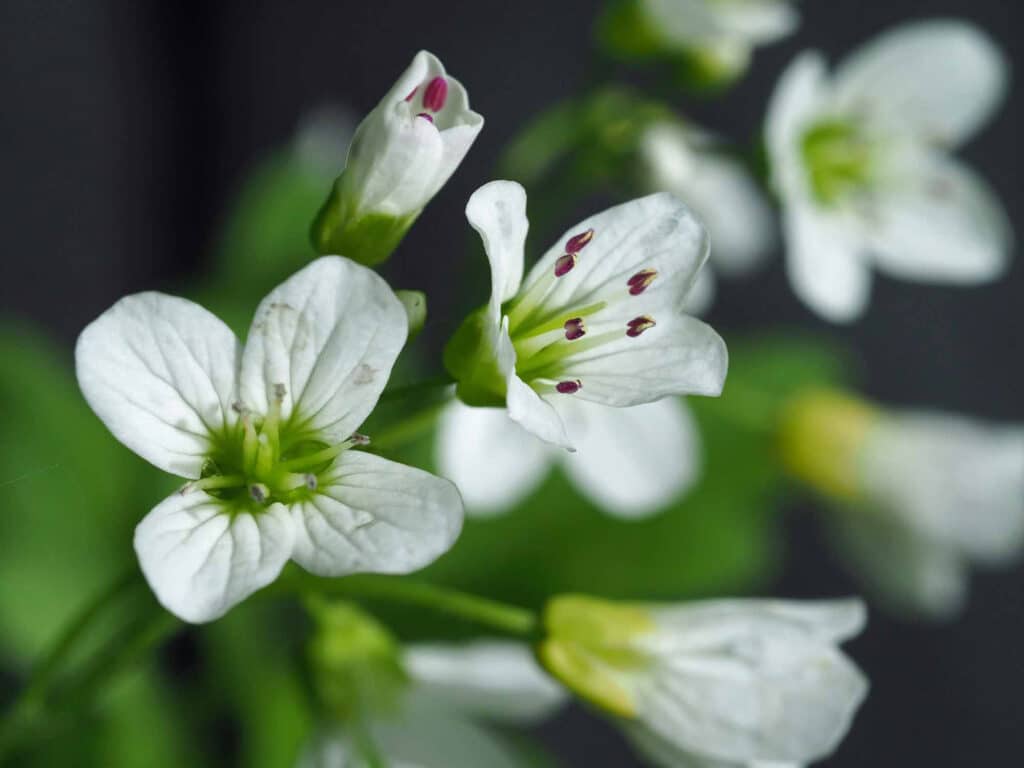 blomst, bekkekarse