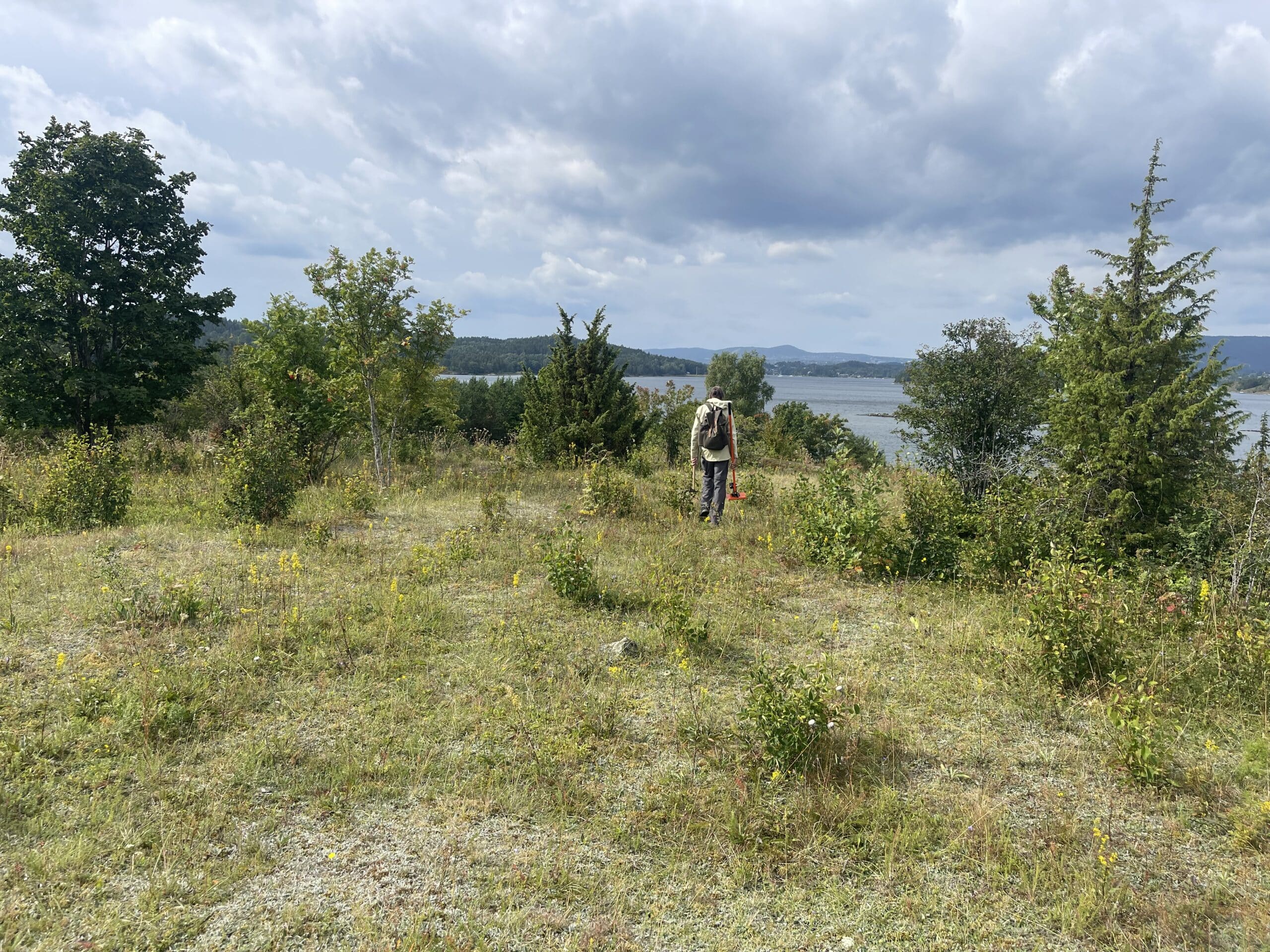 Dugnad for fjerning av hagemispler på Torvøya