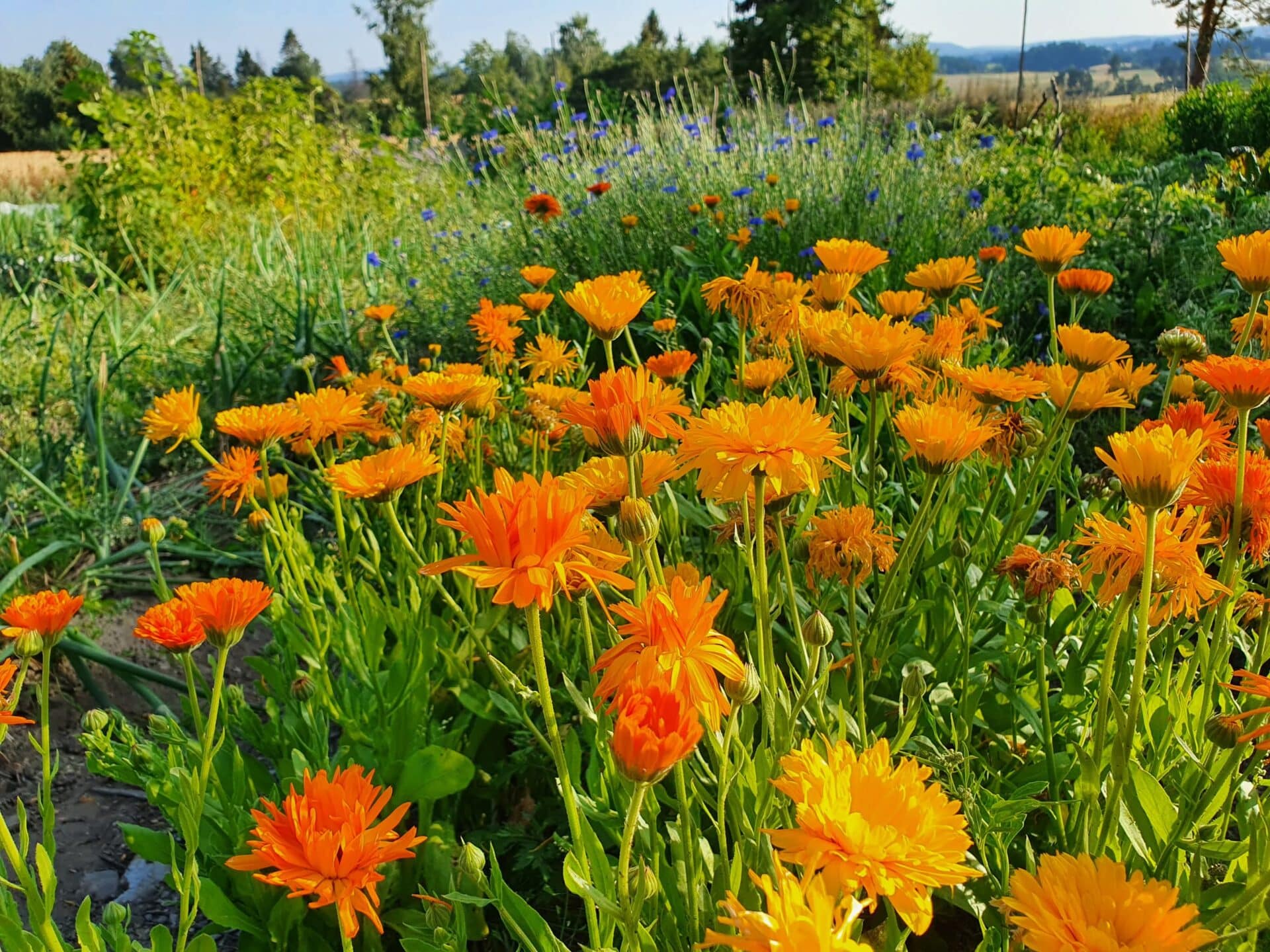 ullensaker blomstereng