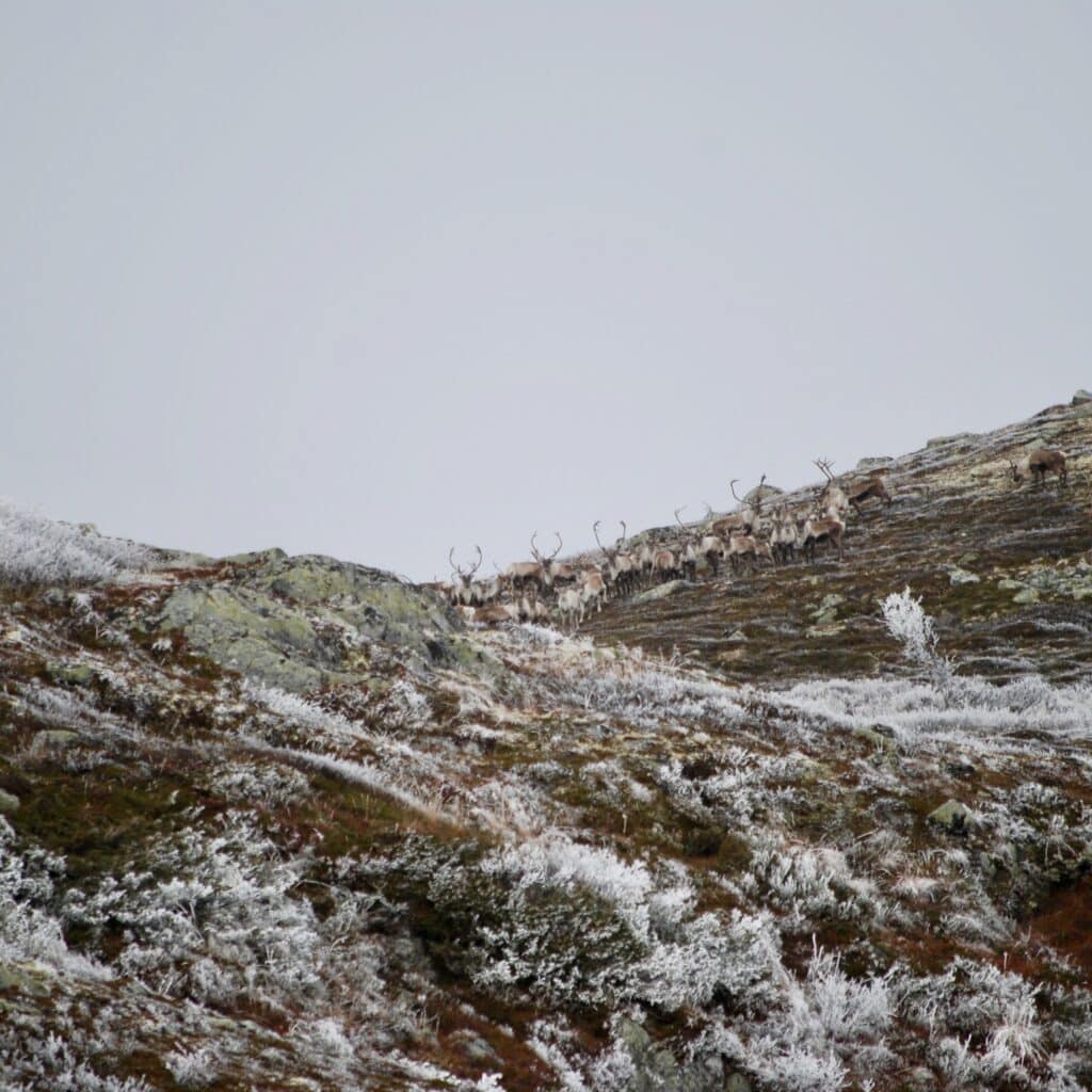 En flokk villrein ved Rundhovda i Nore og Uvdal 15. oktober 2016
