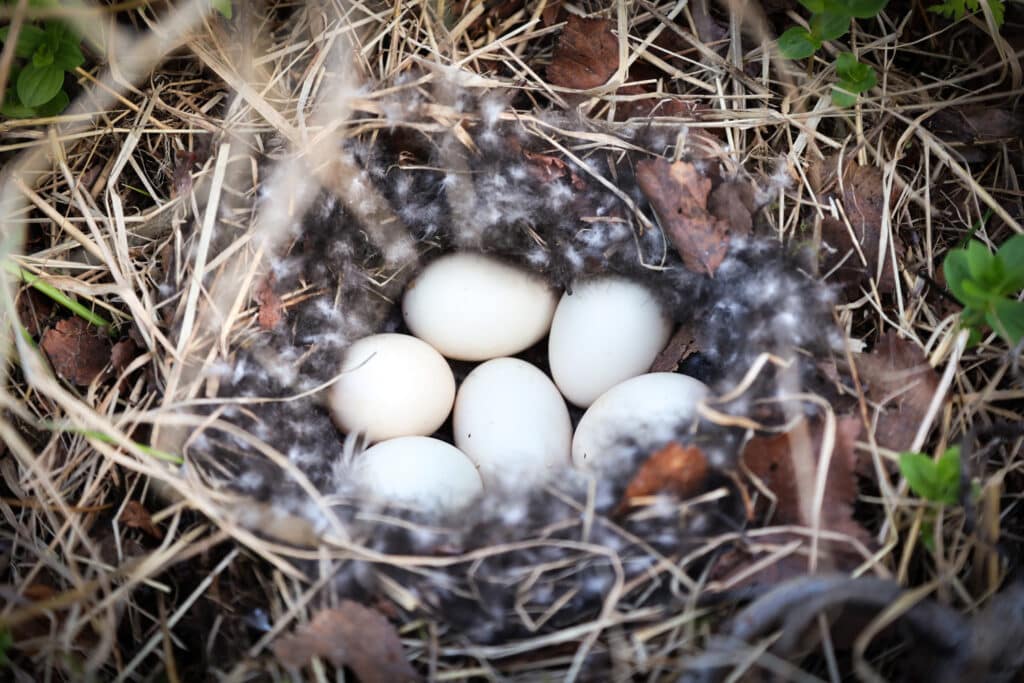 Fugleegg av krikkand. Seks hvite egg i et reir av prikkete dunfjær. 