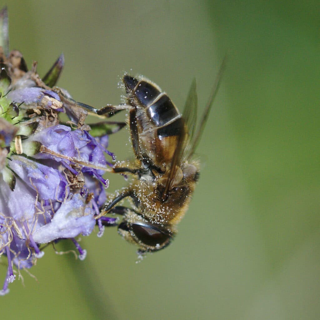 Rikt med bier og humler i Bårdsundet hvor Hordfast er planlagt