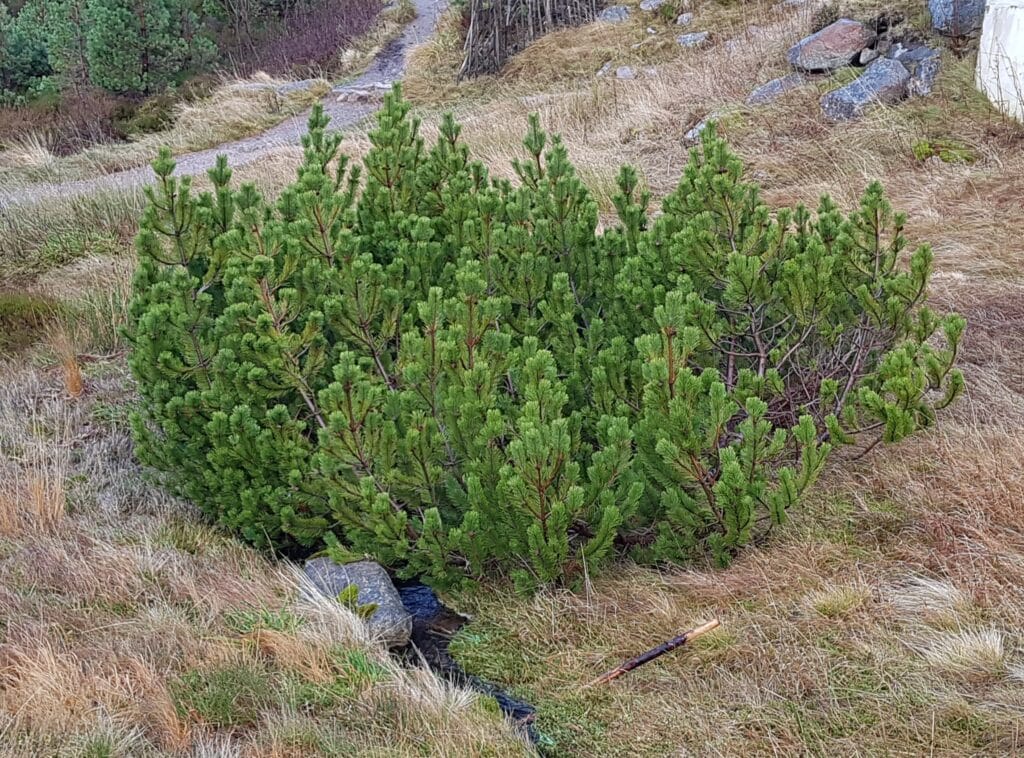 Pinus mugo, buskfuru