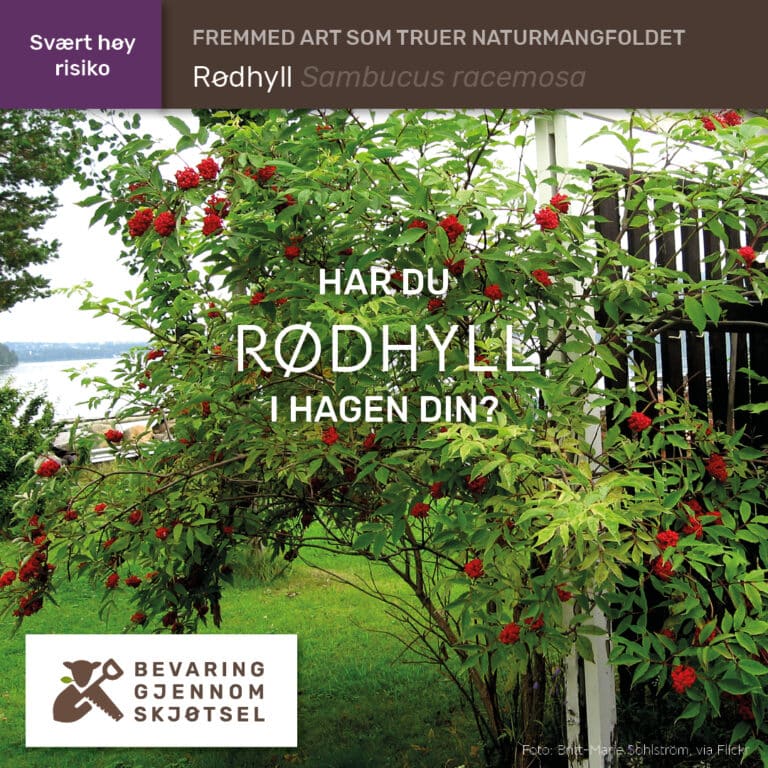 Rødhyll - Hordaland