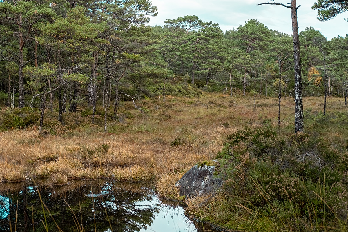 Skog og myr på Askøy, karbonlager