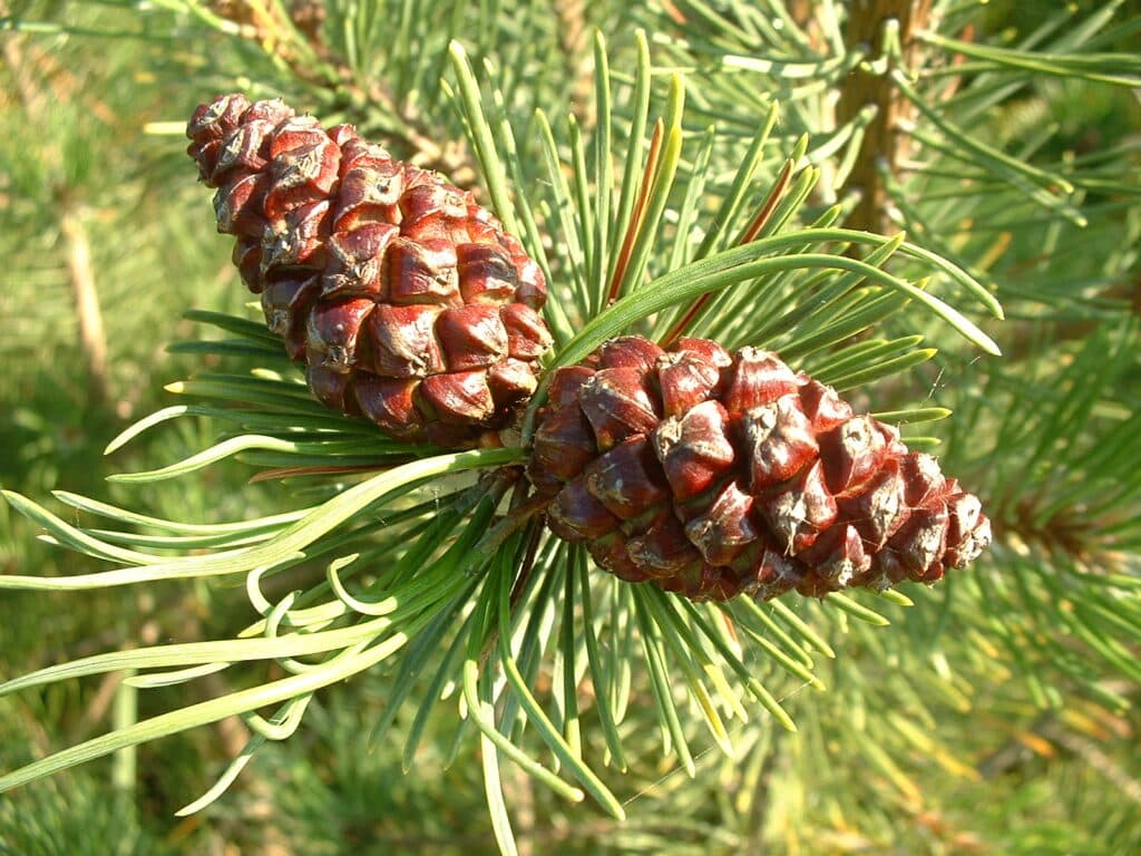 Pinus mugo kongler